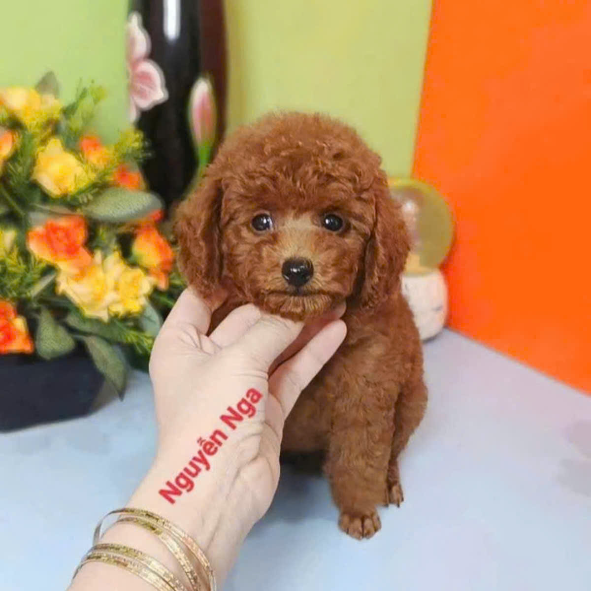 Chó Poodle - PM 15006